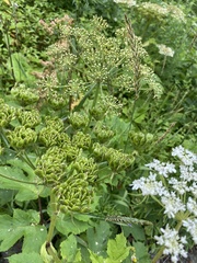 Heracleum dissectum