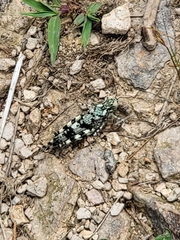 Trimerotropis saxatilis