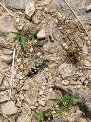 Trimerotropis saxatilis