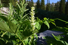 Platanthera dilatata albiflora