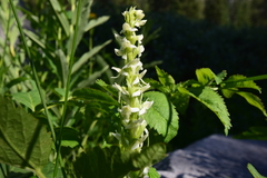 Platanthera dilatata albiflora