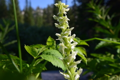 Platanthera dilatata albiflora