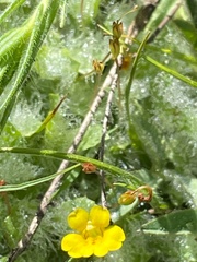 Erythranthe primuloides