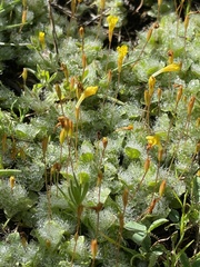 Erythranthe primuloides