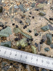 Littorina mandshurica