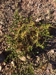 Cuscuta denticulata