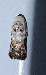Acleris nivisellana