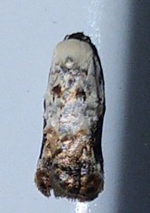 Acleris nivisellana