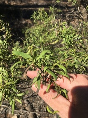 Eremophila mitchellii