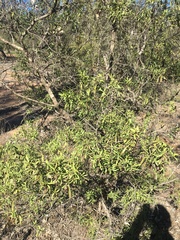 Eremophila mitchellii