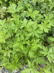 Geranium sibiricum