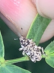 Colecerus marmoratus