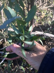 Santalum lanceolatum