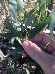 Santalum lanceolatum