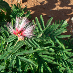 Calliandra dysantha