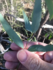 Santalum lanceolatum