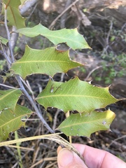 Xylomelum cunninghamianum