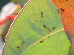 Ctenarytaina eucalypti