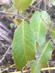 Xylomelum cunninghamianum