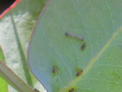 Ctenarytaina eucalypti