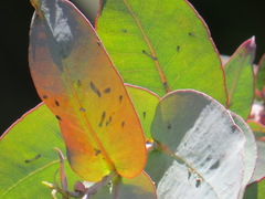Ctenarytaina eucalypti
