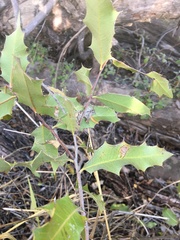 Xylomelum cunninghamianum