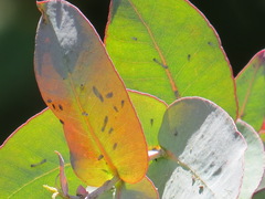 Ctenarytaina eucalypti