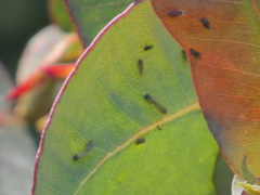 Ctenarytaina eucalypti