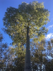 Brachychiton rupestris