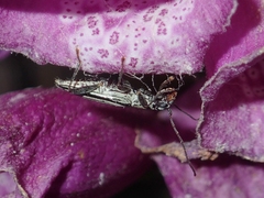 Navomorpha sulcata