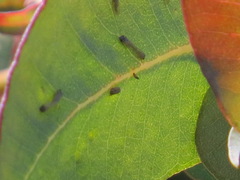 Ctenarytaina eucalypti
