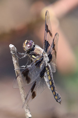 Libellula forensis