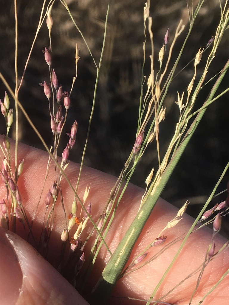 Panicum queenslandicum