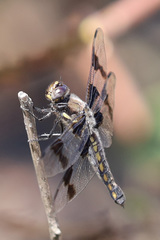Libellula forensis