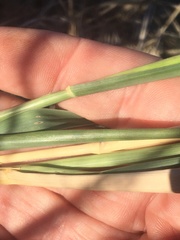 Panicum queenslandicum