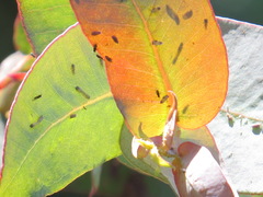 Ctenarytaina eucalypti