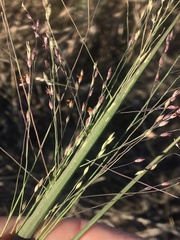 Panicum queenslandicum