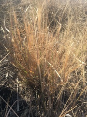 Panicum queenslandicum