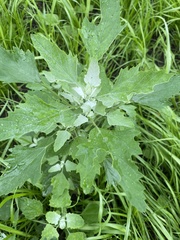 Chenopodium album
