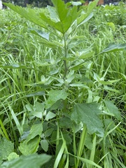 Chenopodium album