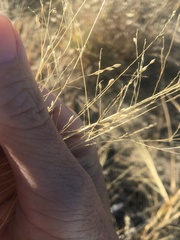 Panicum queenslandicum