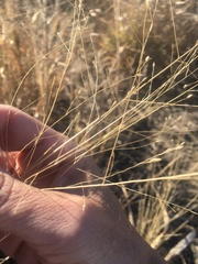Panicum queenslandicum