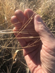 Panicum queenslandicum