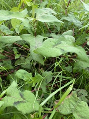 Persicaria thunbergii