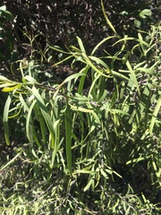 Eremophila bignoniiflora