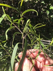 Eremophila bignoniiflora