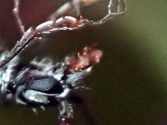 Navomorpha sulcata