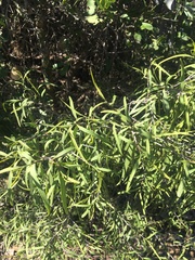 Eremophila bignoniiflora