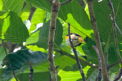 Dicaeum aureolimbatum