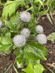 Arctium tomentosum